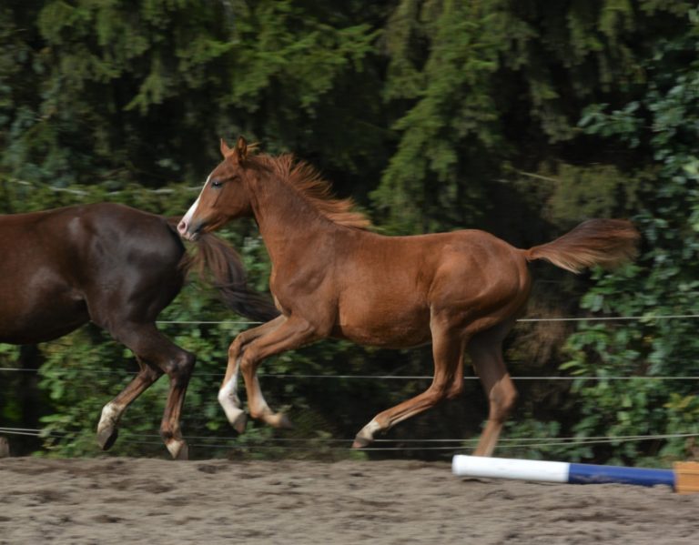 DoctorWhoof Hunter Fohlen