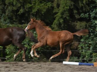 {{brizy_dc_image_alt entityId=