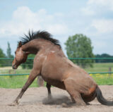 DoctorWhoof Wälzen The Healthy Horse - ganzheitliche Huforthopädie von Perden mit schwerden Lahmheitsdiagnosen